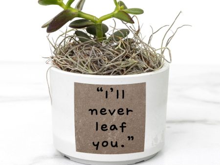 “I’ll never leaf you” Succulent and Pot Sale